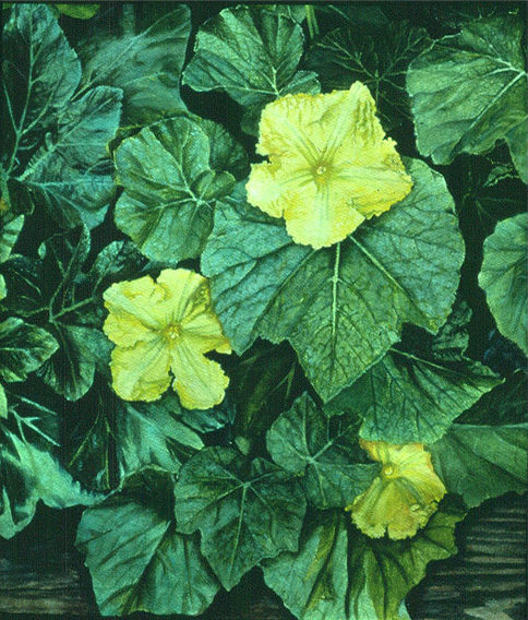 Squash flowers, Oil on paper, 1984, ©2011, PPCD, LLC
