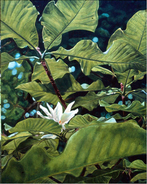 Umbrella magnolia, Oil on canvas, 1985, ©2011, PPCD, LLC